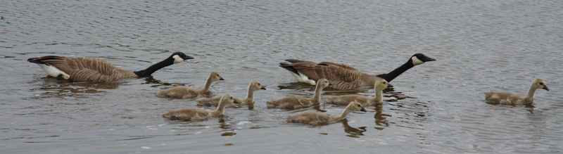 Canada Goose goslings