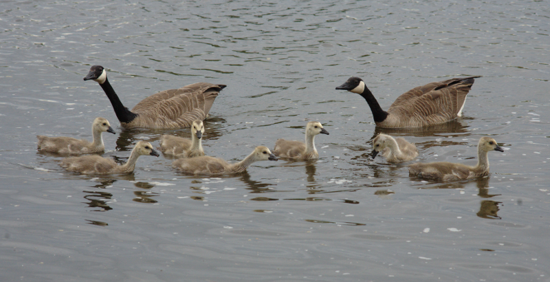 Canada Goose goslings
