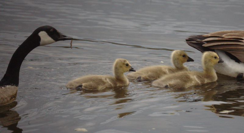 Canada Goose goslings