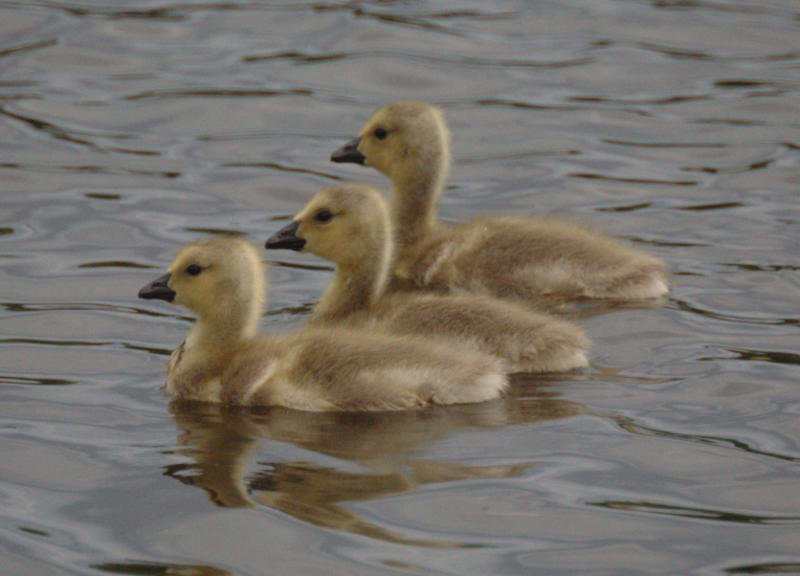 Canada Goose goslings