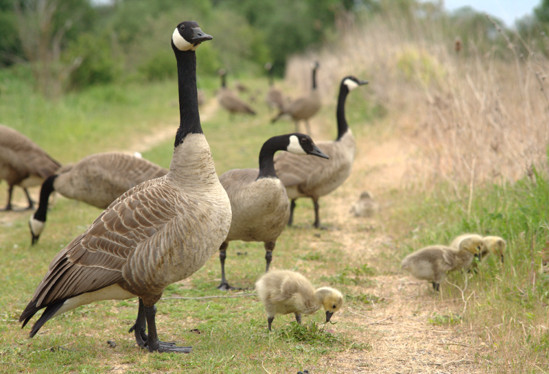 Canada Goose goslings