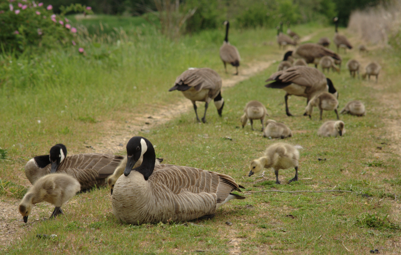 Canada Goose goslings