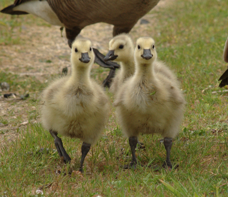 Canada Goose goslings
