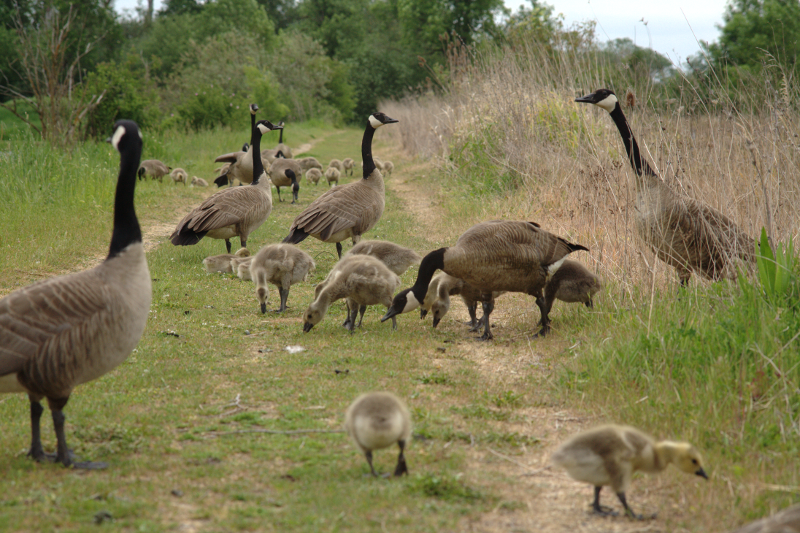 Canada Goose goslings