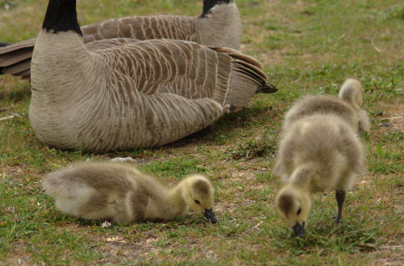 Canada Goose goslings