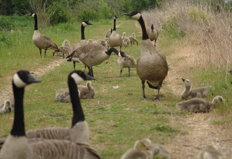Canada Goose goslings