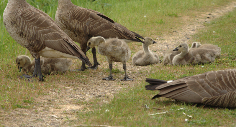 Canada Goose goslings