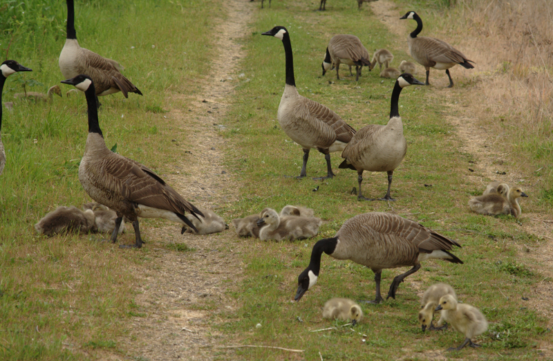 Canada Goose goslings