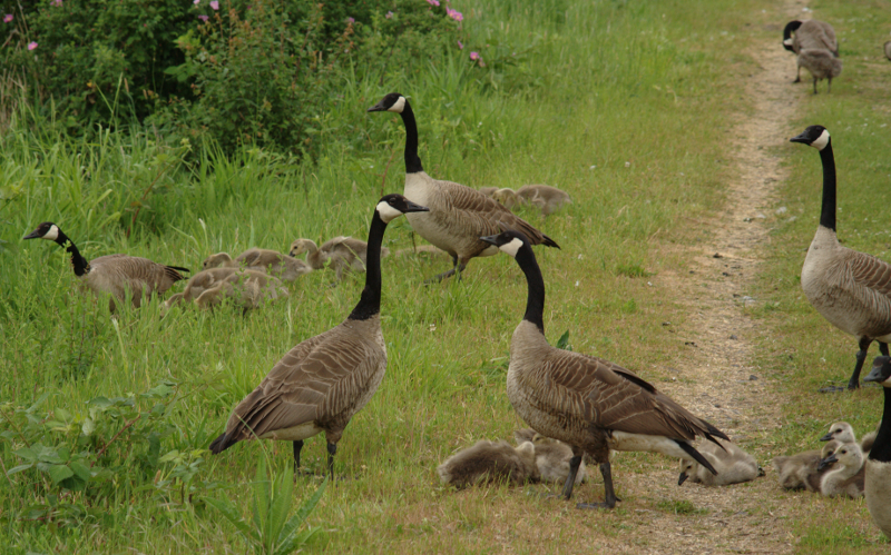 Canada Goose goslings