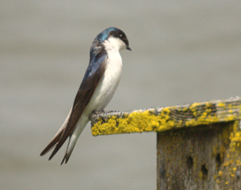 Canada Goose goslings