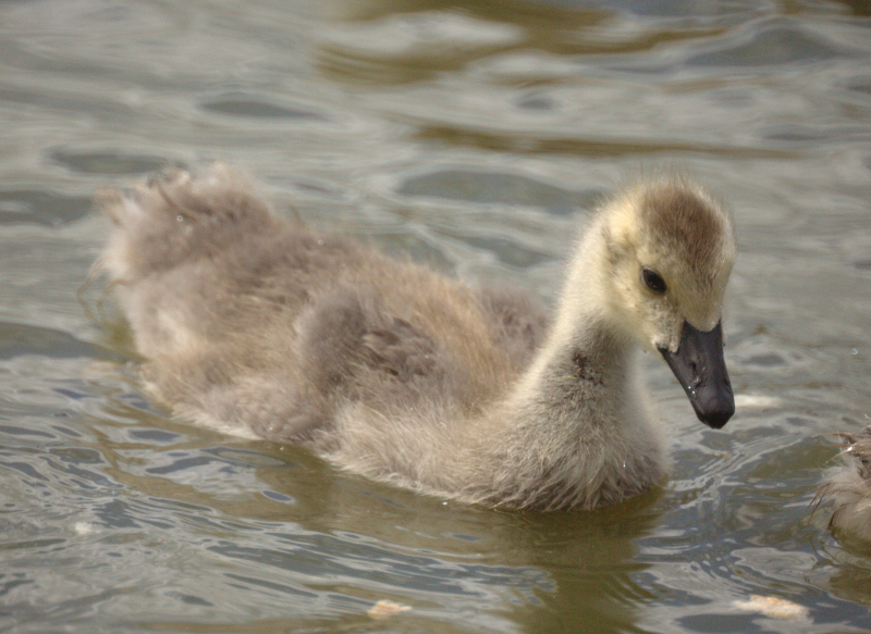 Canada Goose goslings