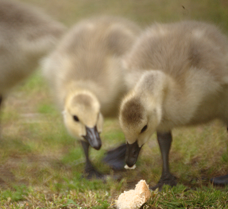 Canada Goose goslings