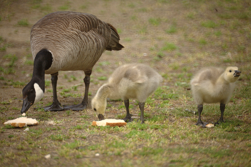 Canada Goose goslings