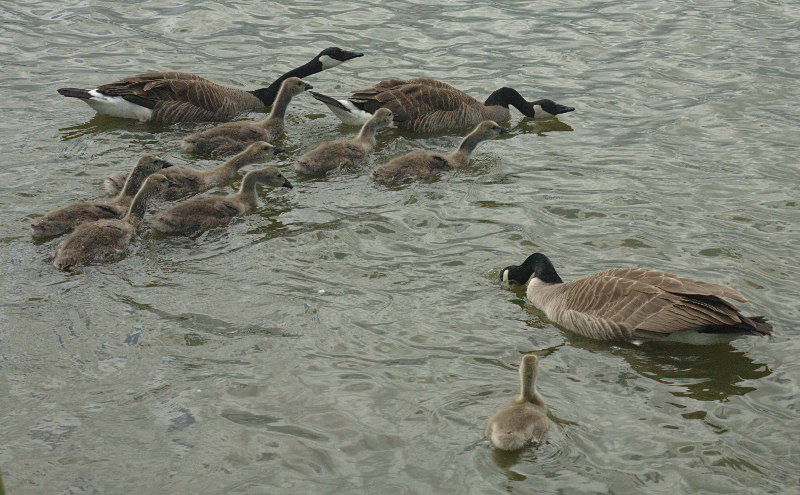 Canada Goose goslings