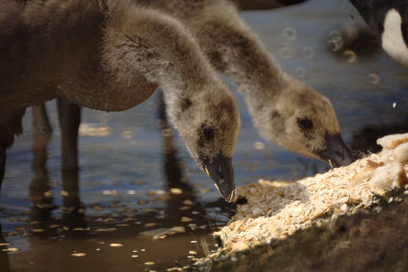 Canada Goose goslings