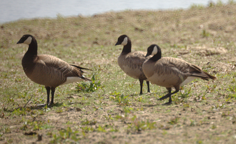 Cackling Geese
