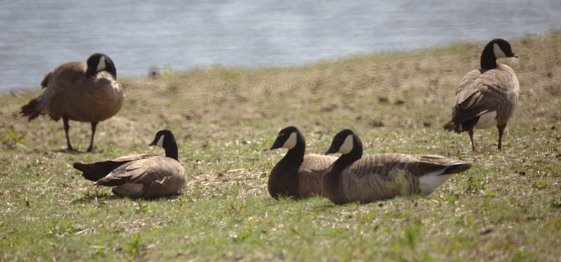 Cackling Geese
