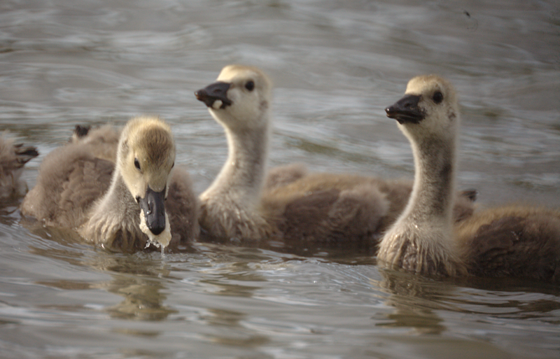 Canada Goose goslings