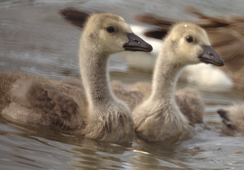Canada Goose goslings
