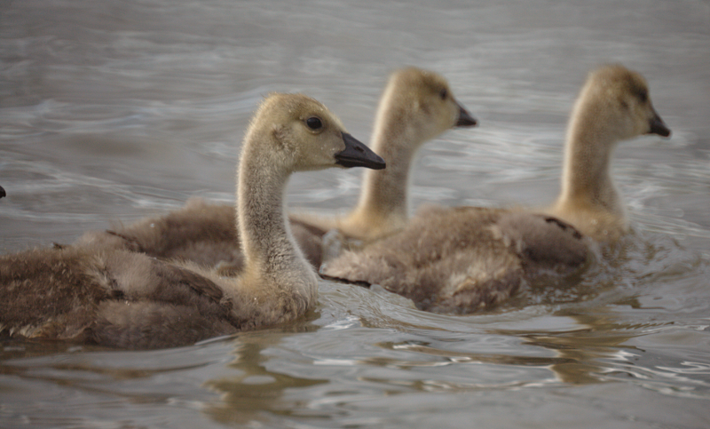 Canada Goose goslings