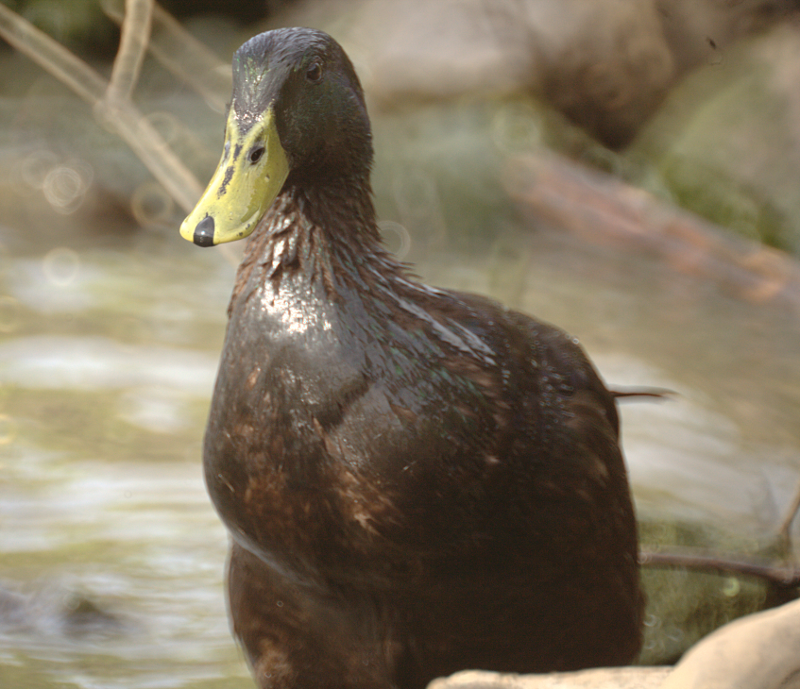 Canada Goose goslings