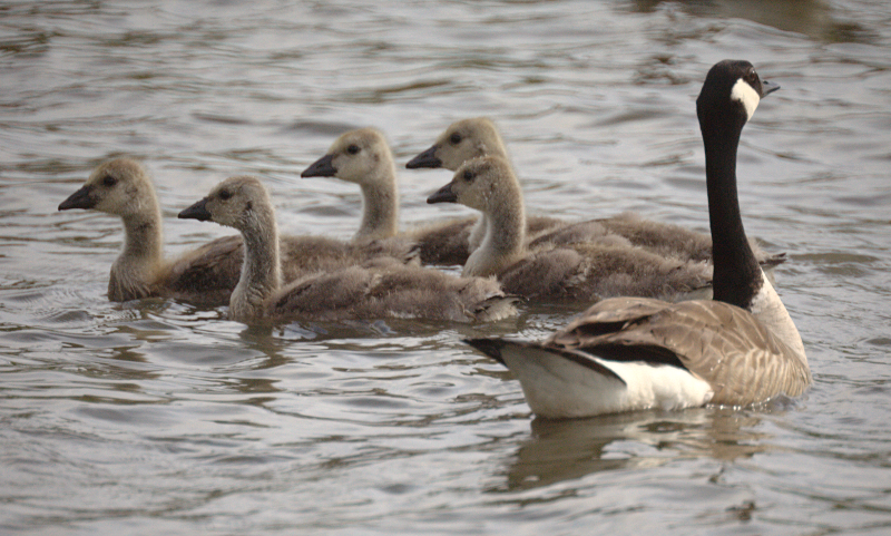 Canada Goose goslings