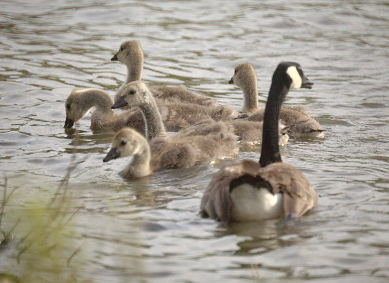 Canada Goose goslings