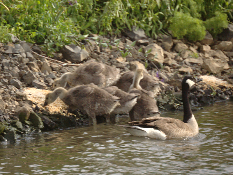 Canada Goose goslings