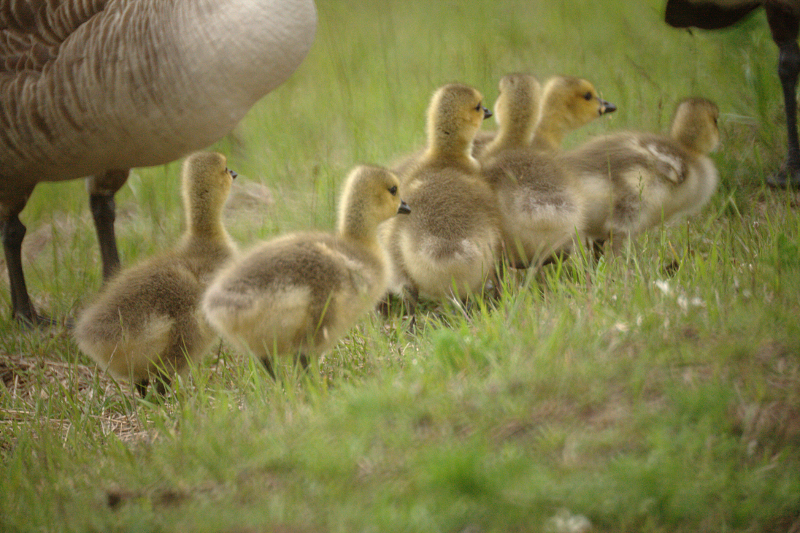 Canada Goose goslings