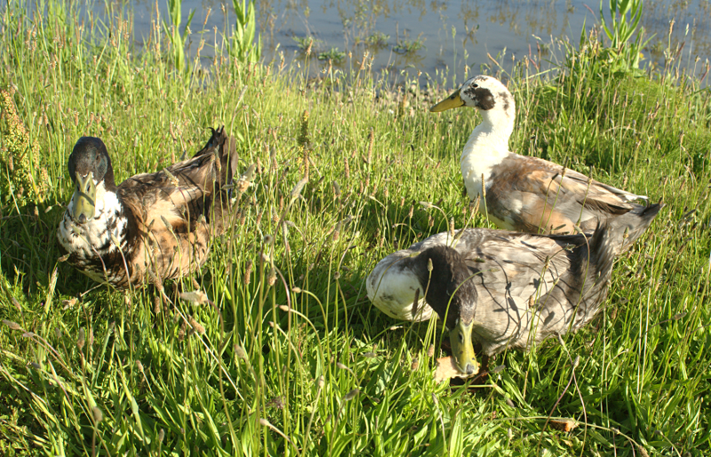 Mongrel Ducks
