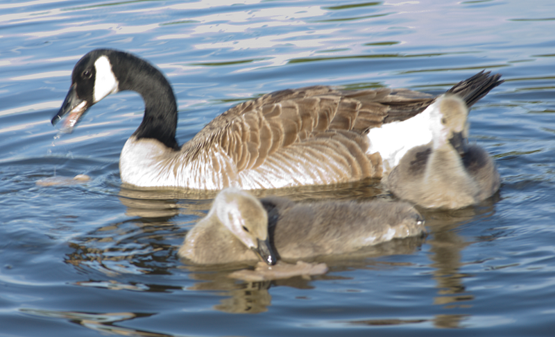 Canada Goose goslings