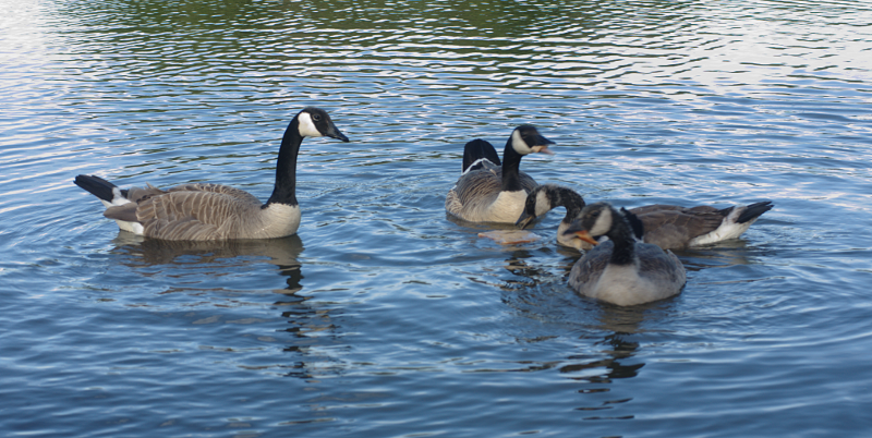 Canada Goose goslings