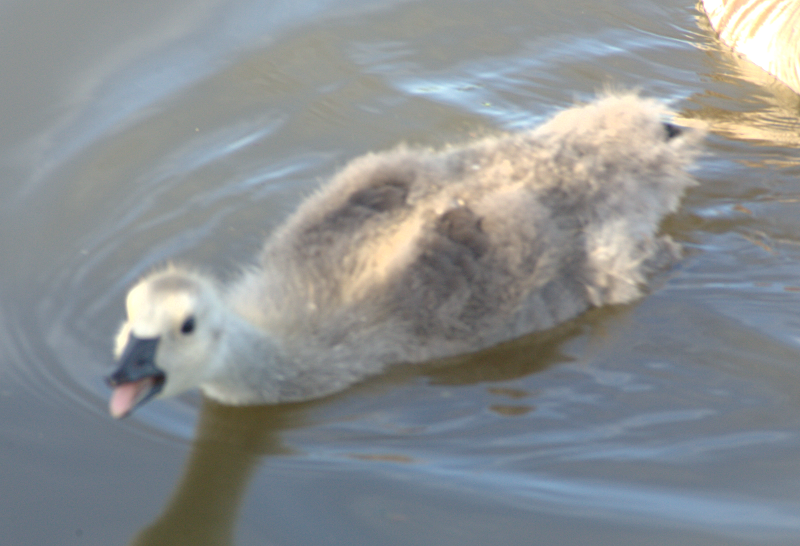 Canada Goose goslings