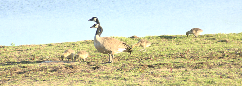 Canada Goose goslings