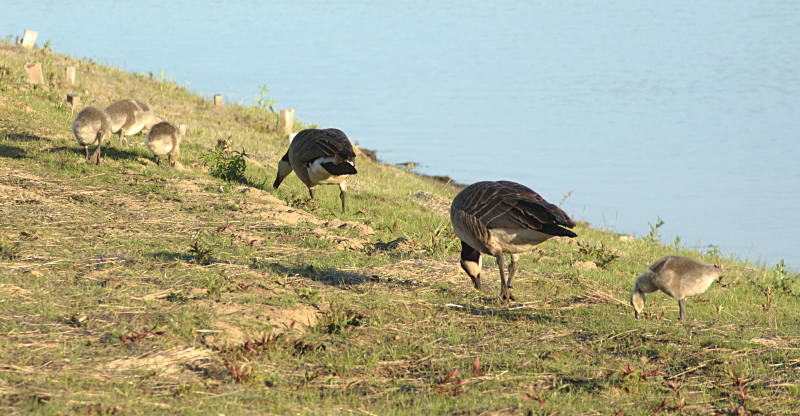 Canada Goose goslings