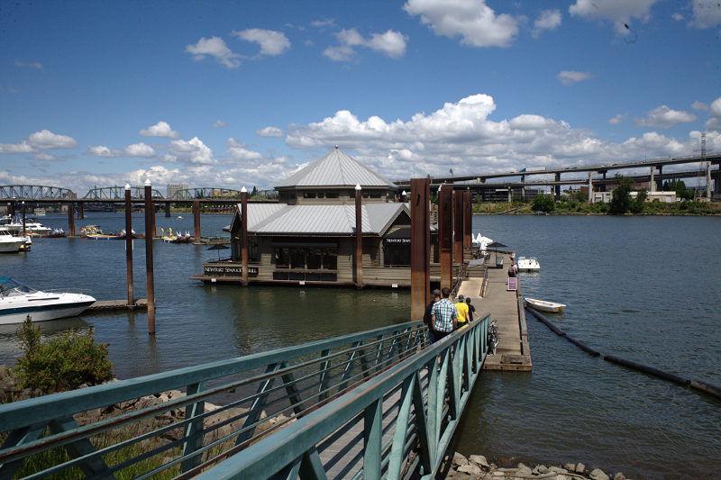 Canada Goose goslings