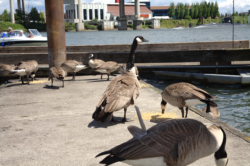 Canada Geese