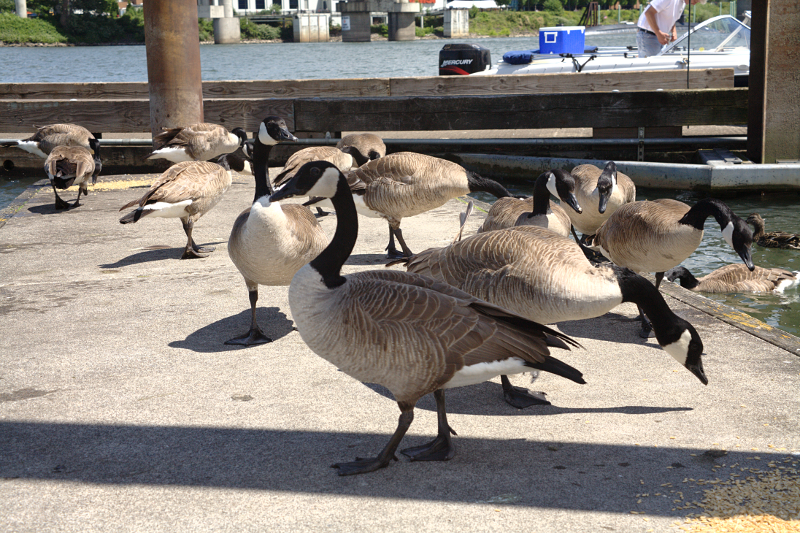 Canada Geese