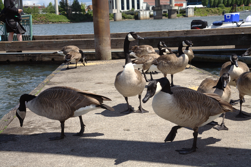 Canada Geese