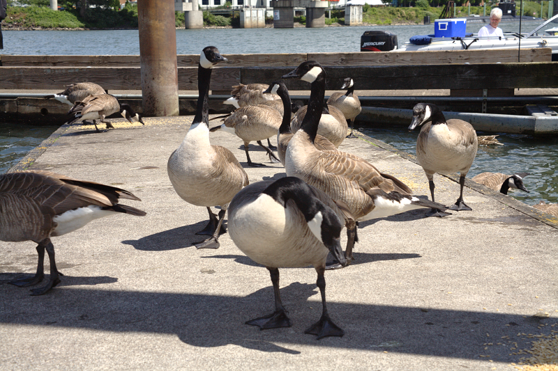 Canada Geese