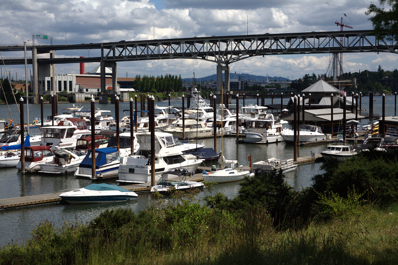 Canada Goose goslings