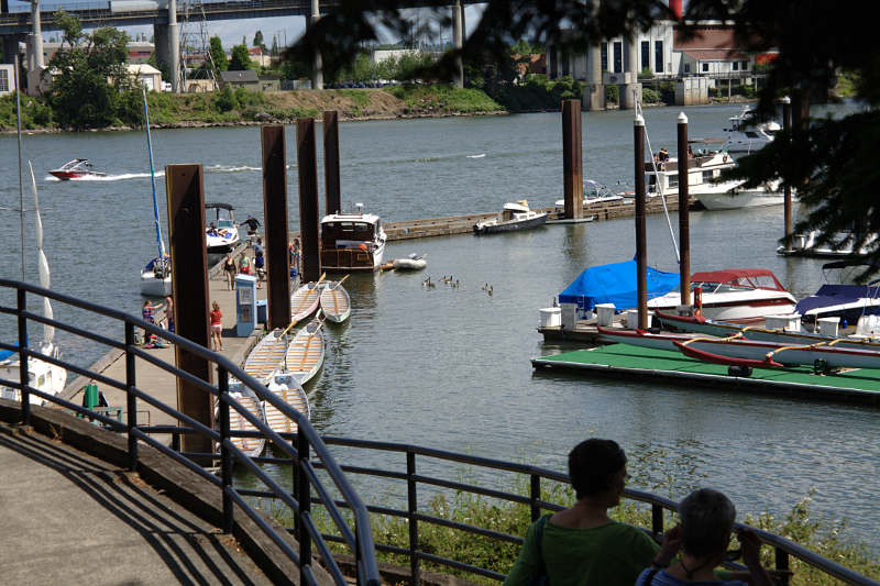 Canada Goose goslings
