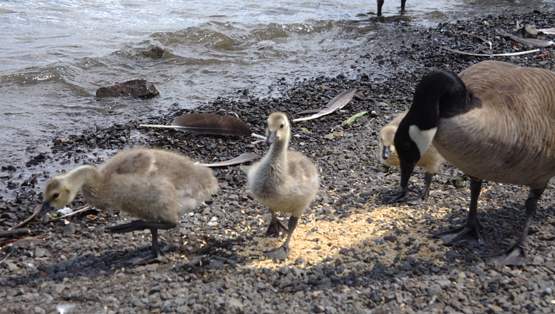 Canada Goose goslings