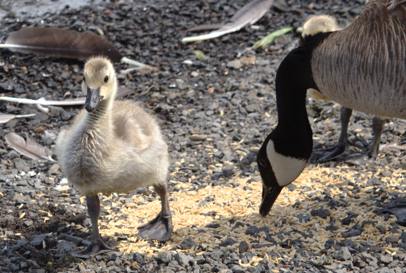 Canada Goose goslings