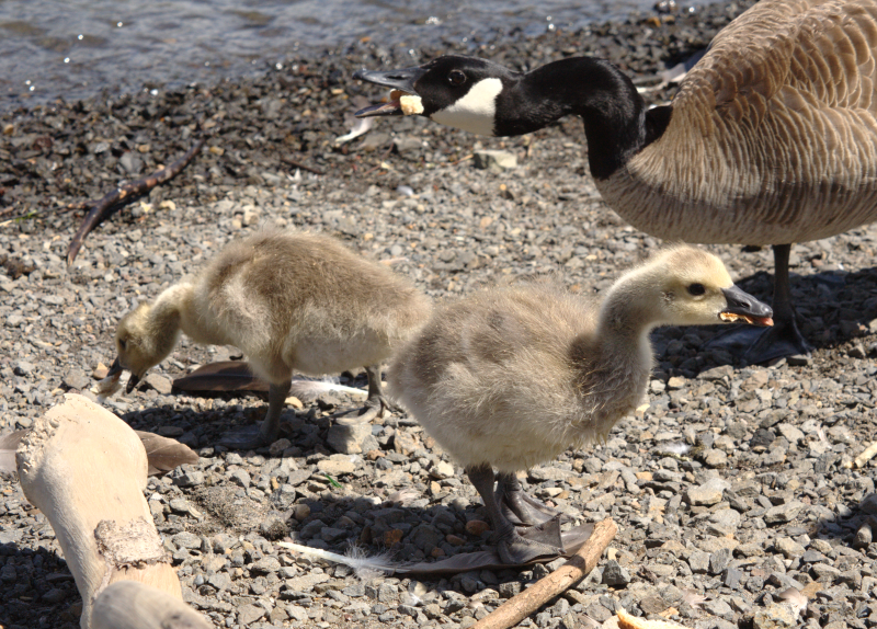 Canada Goose goslings