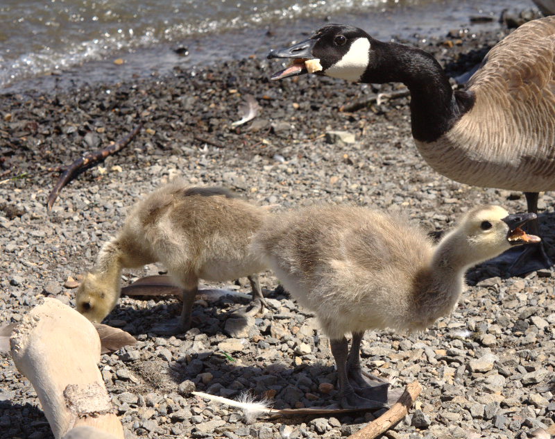 Canada Goose goslings