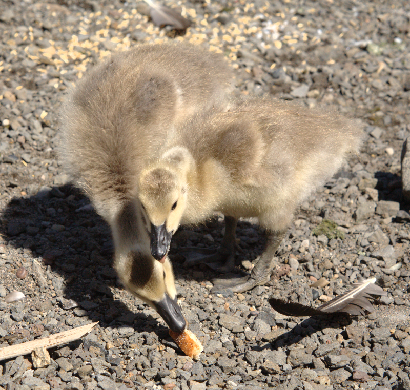 Canada Goose goslings