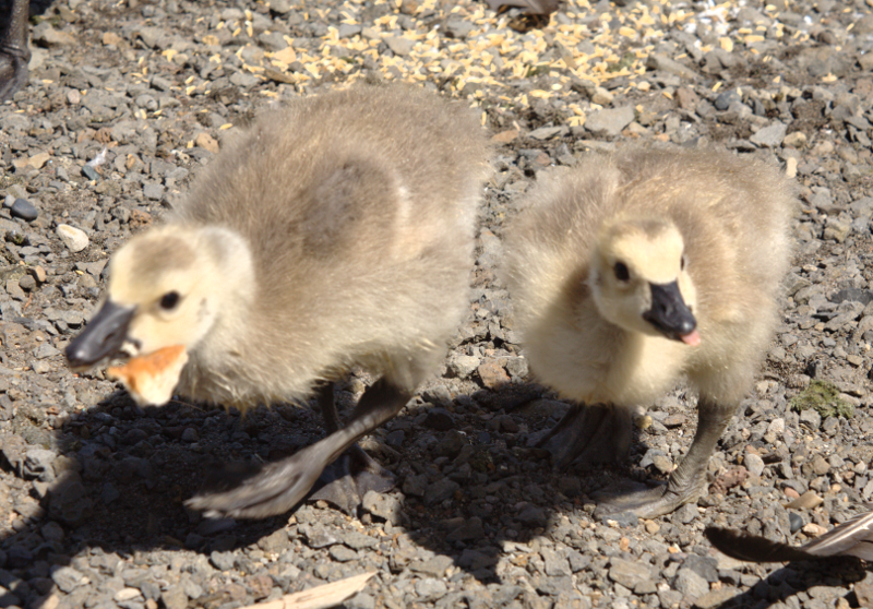 Canada Goose goslings