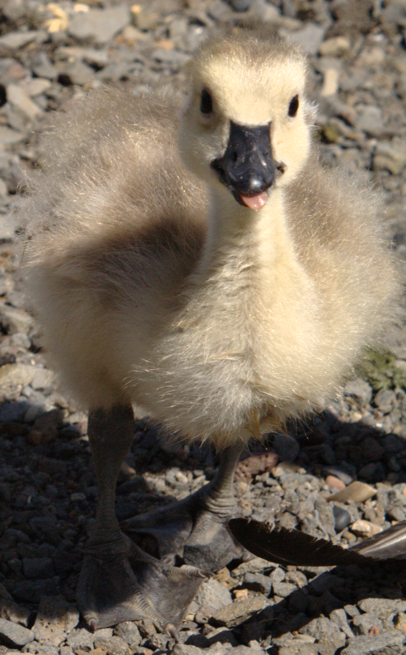 Canada Goose goslings