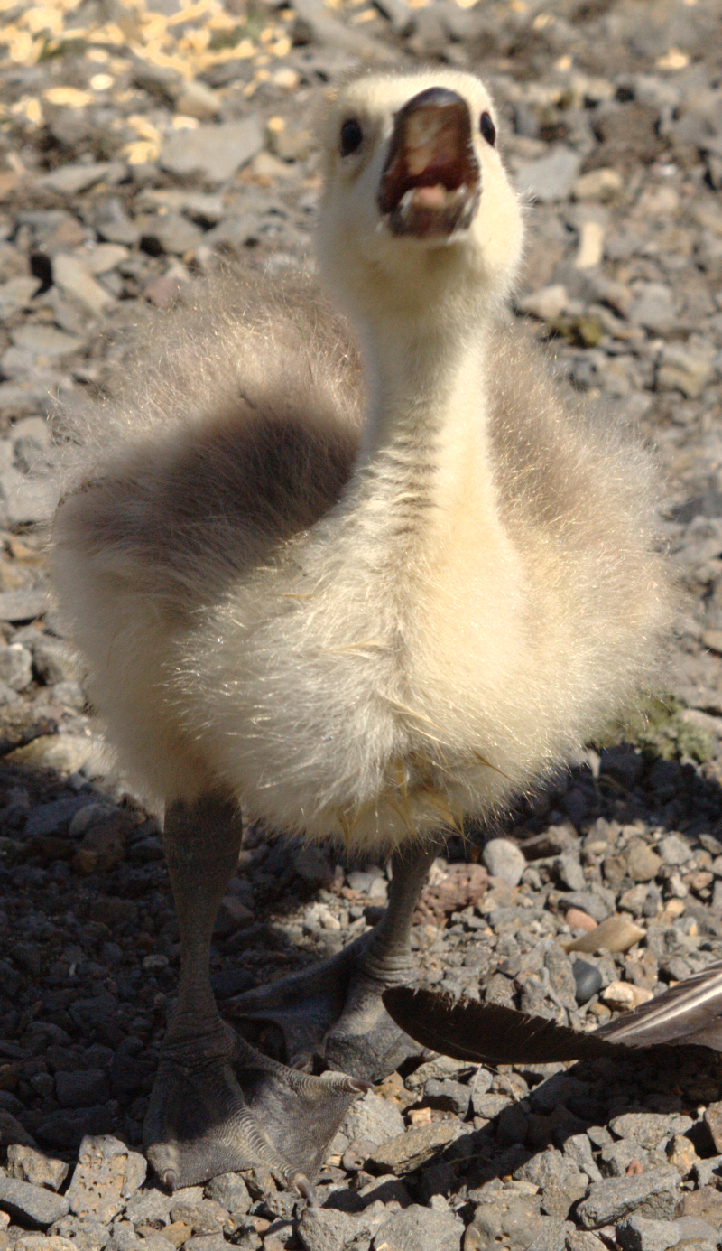 Canada Goose goslings